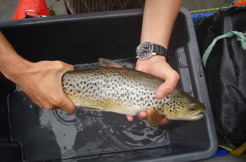 Salmonid Ecology Scholarship launched
