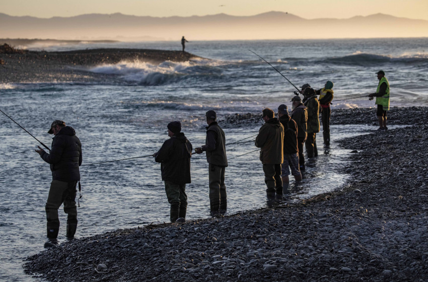 South Island salmon harvest survey to start