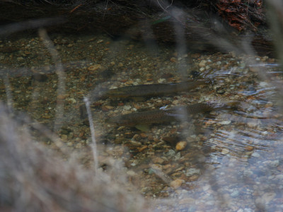 Brown trout spawning in a small stream Credit Hamish Carnachan