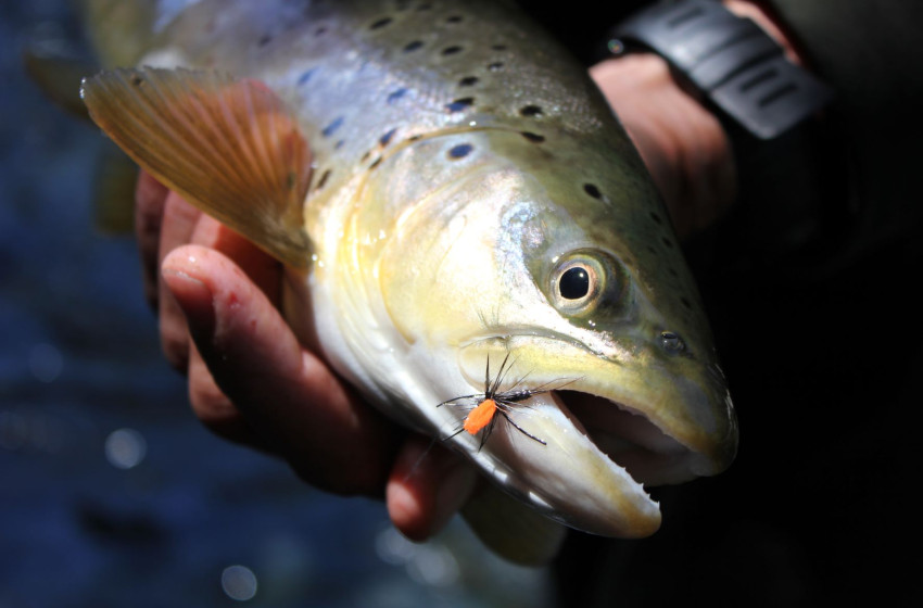 Wellington Weekly Fishing Report - 17 February 2022