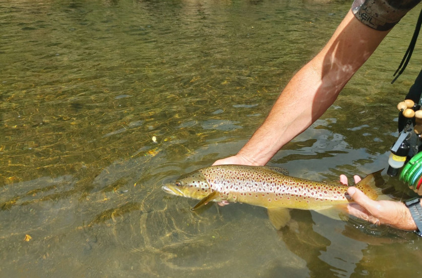 Wellington Weekly Fishing Report - 24 March 2022