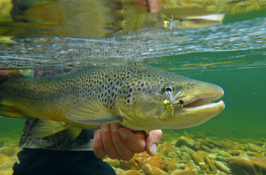 Wellington Weekly Fishing Report - 27 January 2022