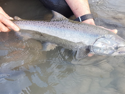 salmon