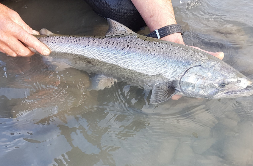 Whiskey Creek Chinook Salmon Enhancement Program