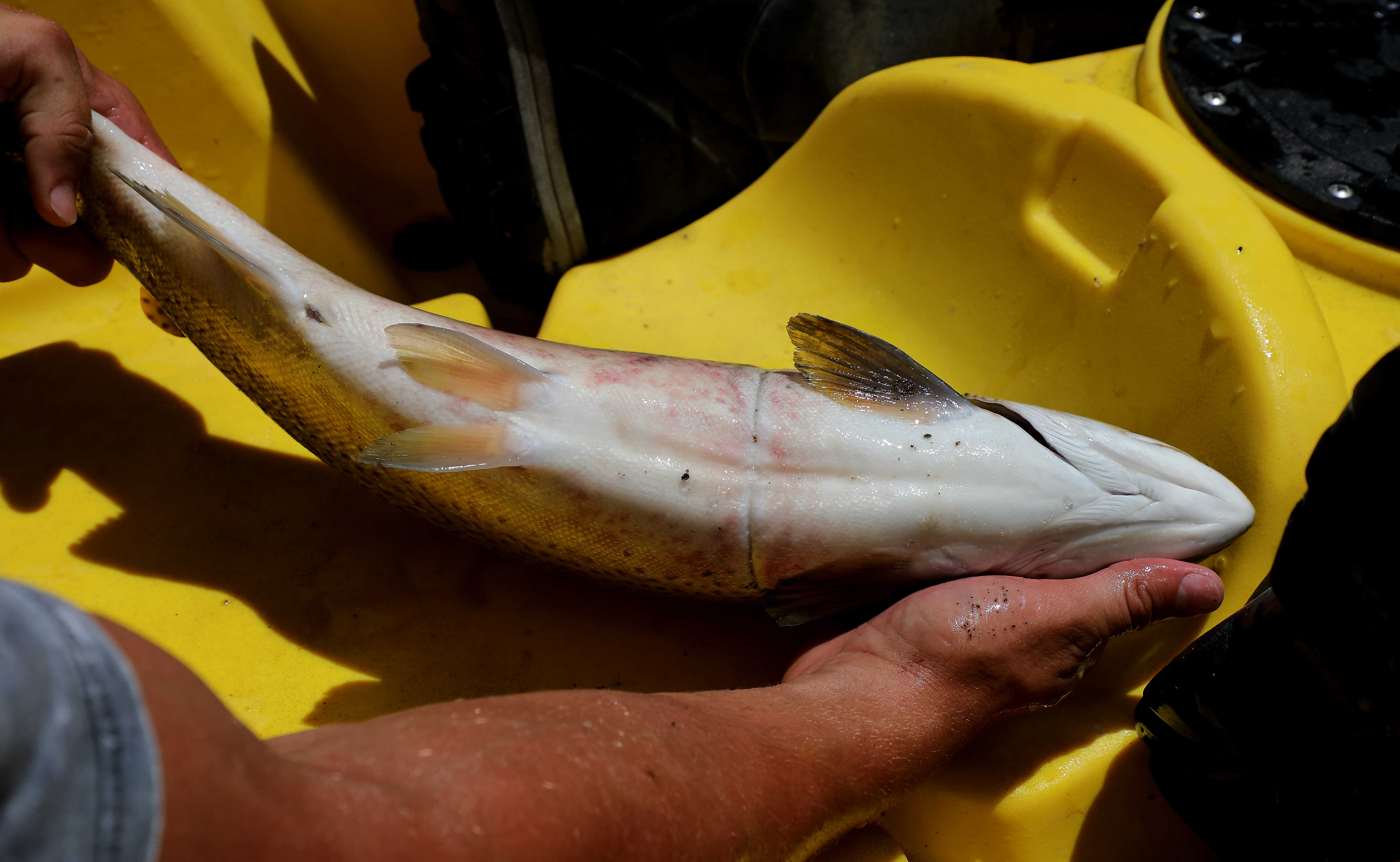 FGNZ NC LakeHawdon+MarymereFishSurvey132