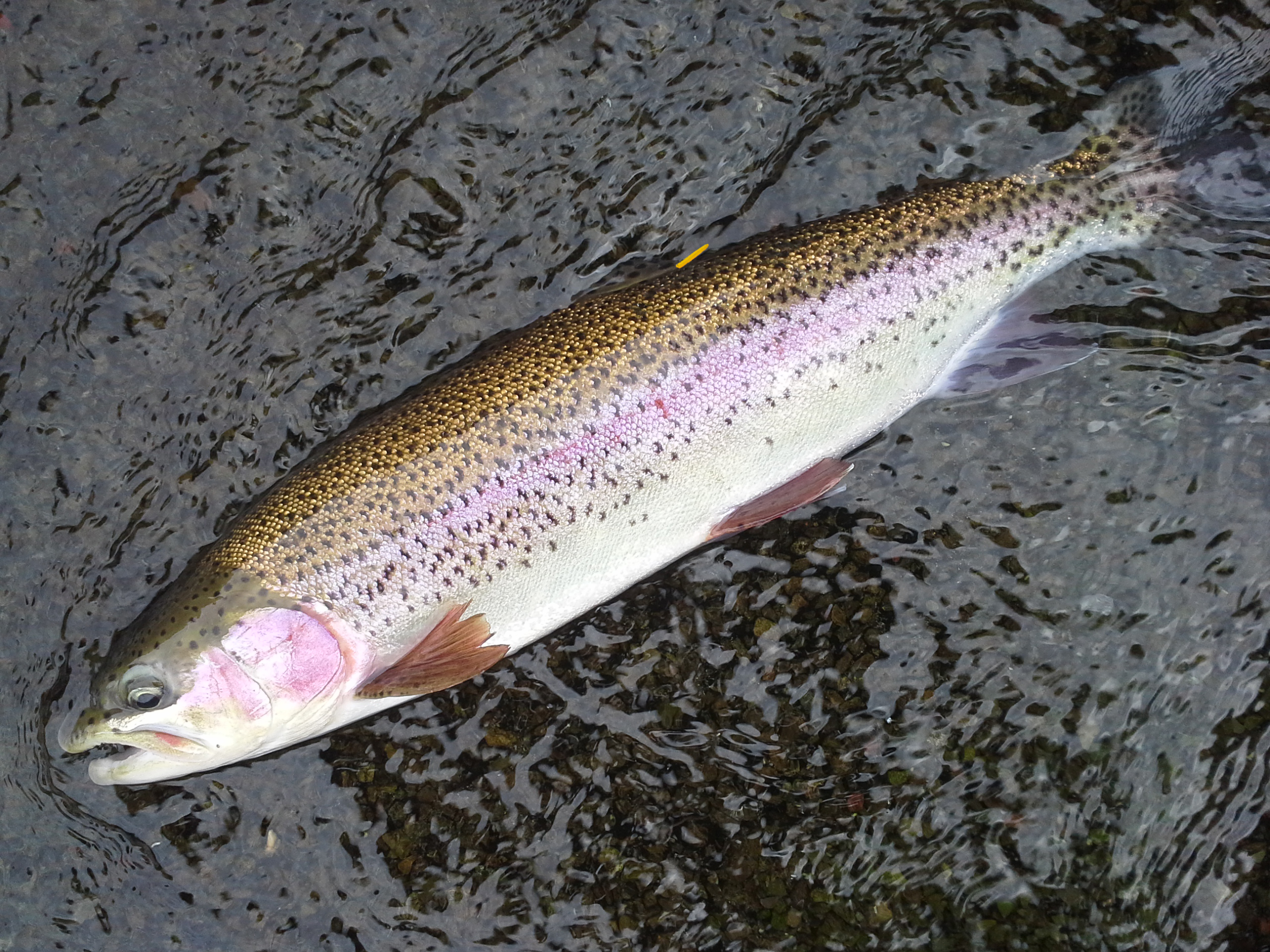 P4 Can you help us monitor your fisheries