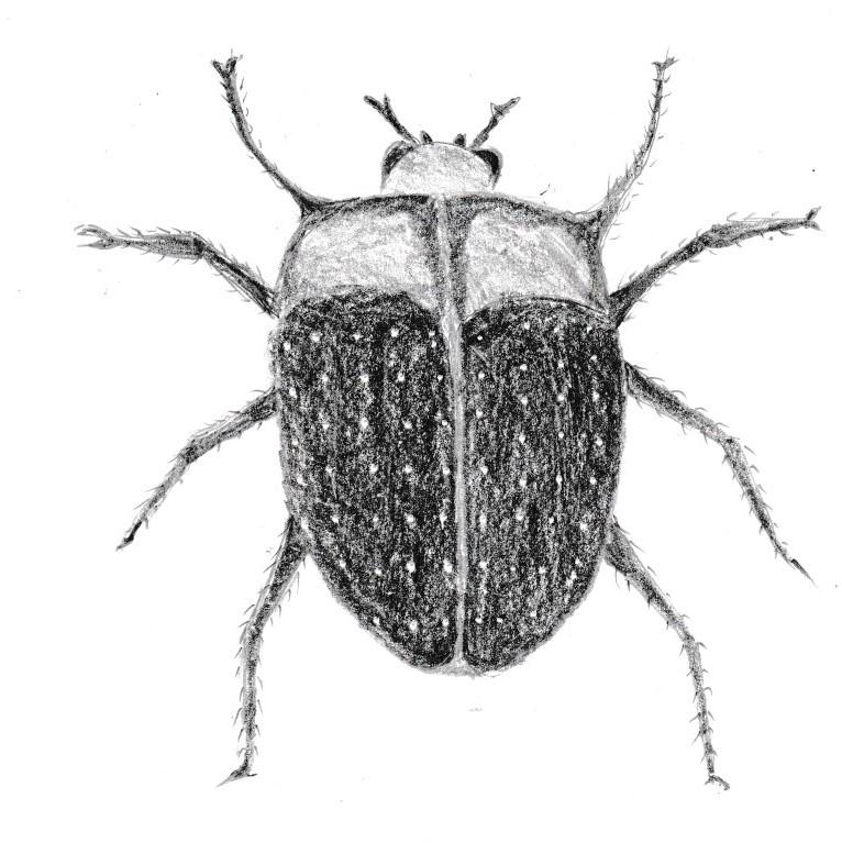 brown beetle scan