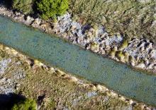 Aviemore Spawning trout