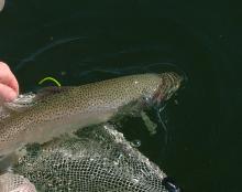 Green tagged trout 2016 0
