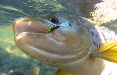 ML greencaddis