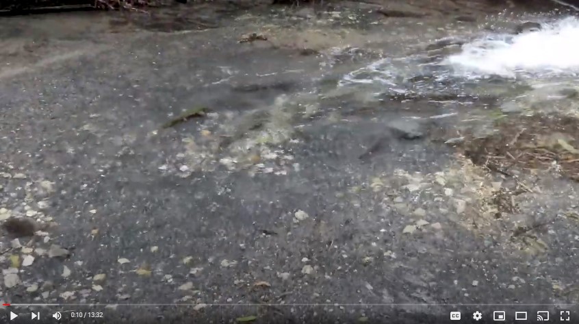 Video27Jan2022