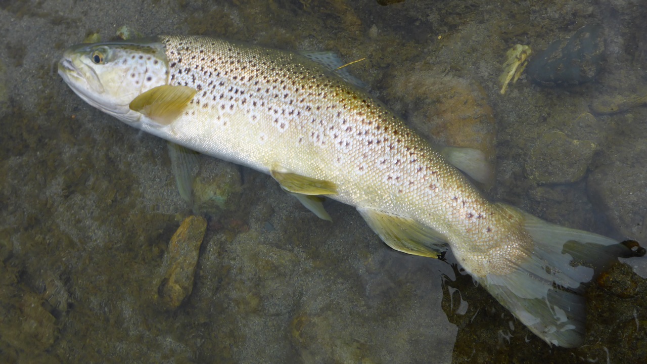 RLjanCSI2 Martin Langlands tagged Opihi brown trout