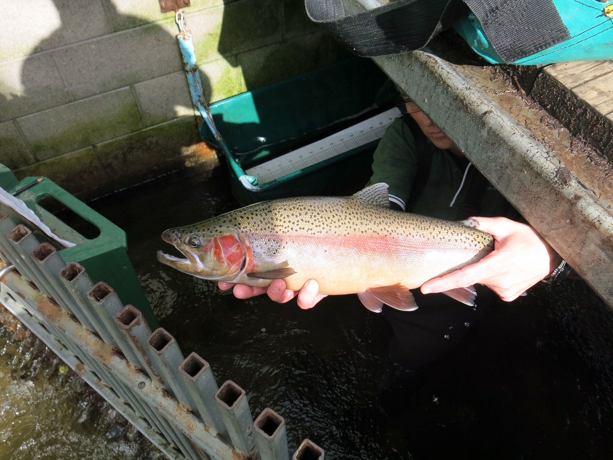 fish trap pic
