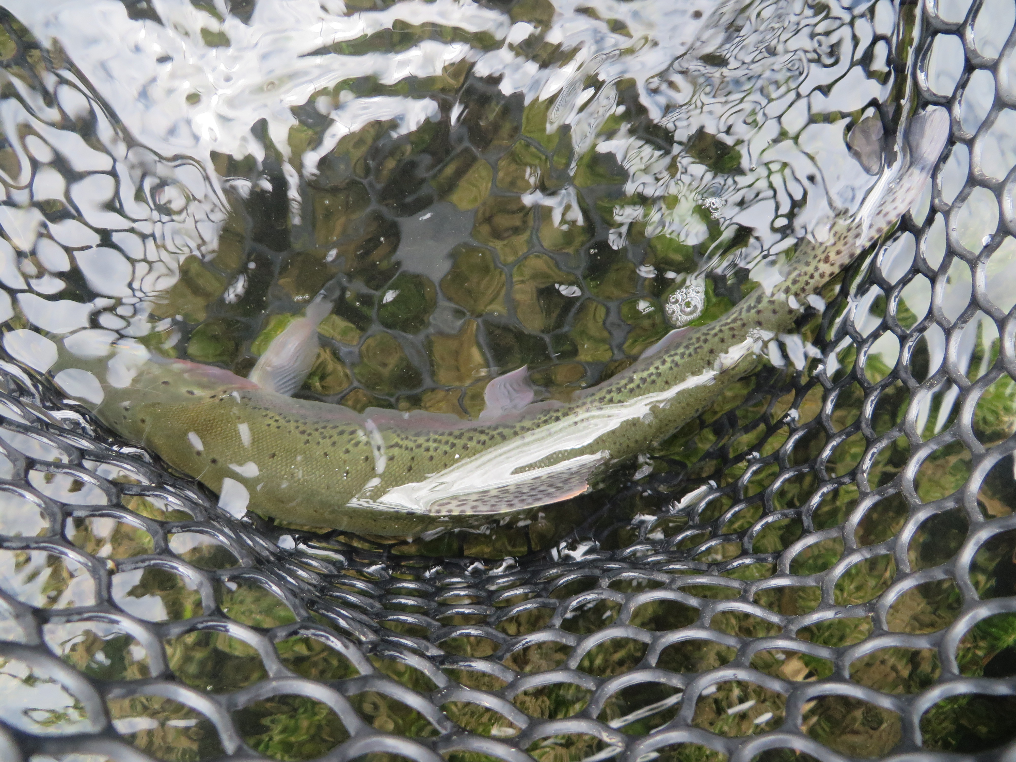 Fishing net shot2