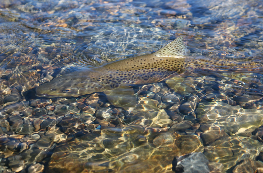 Hawke's Bay Reel Life January 2020