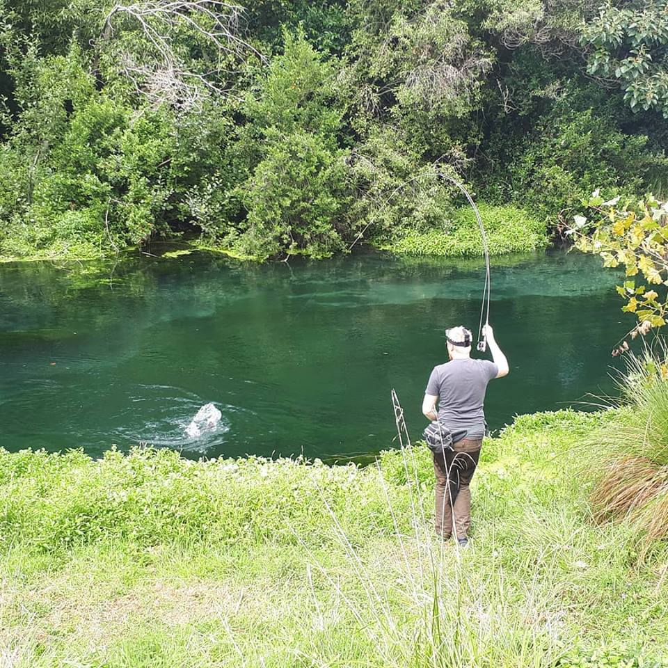 Spring Creek rainbows 1