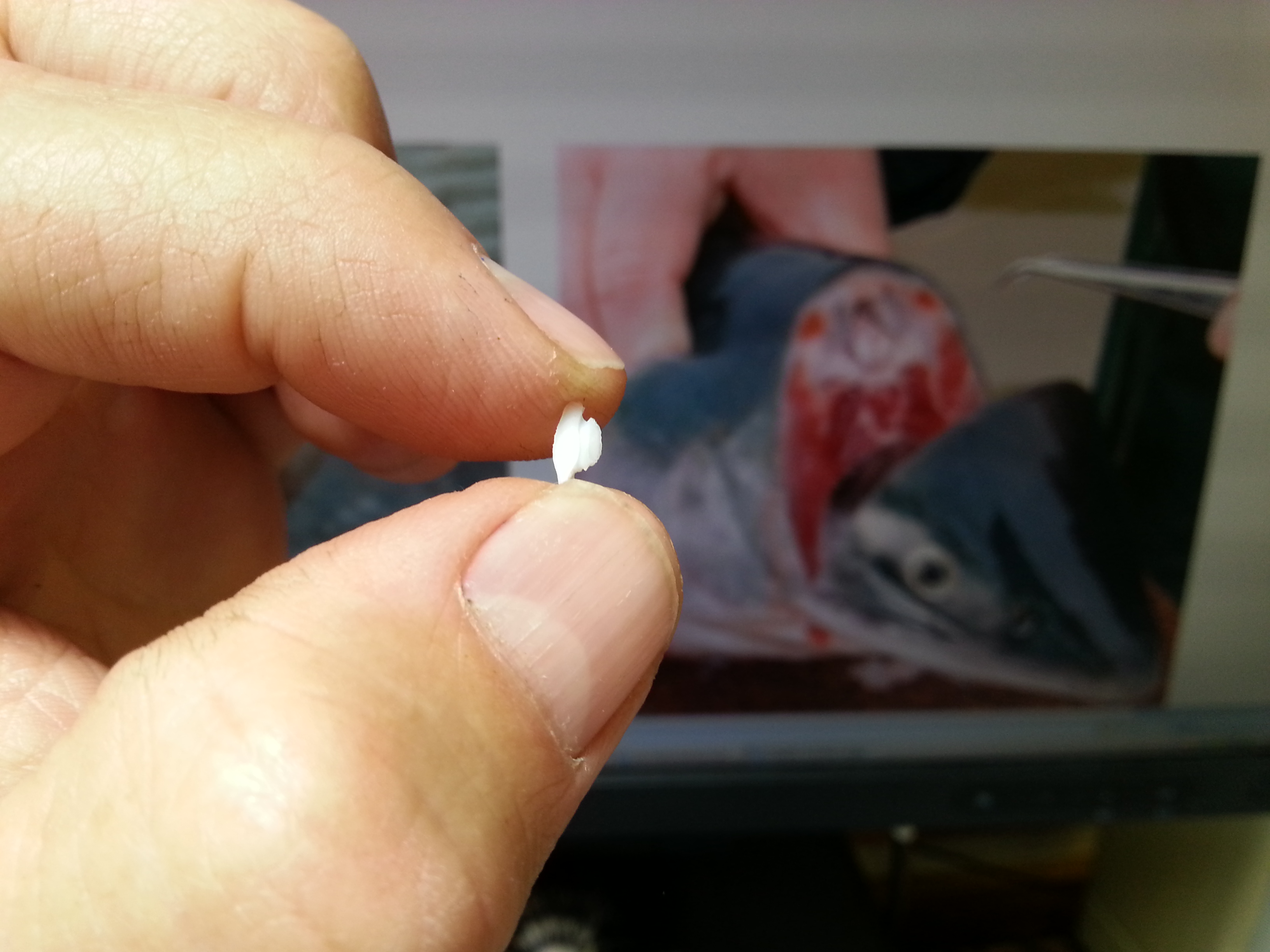 Otolith Otago RL