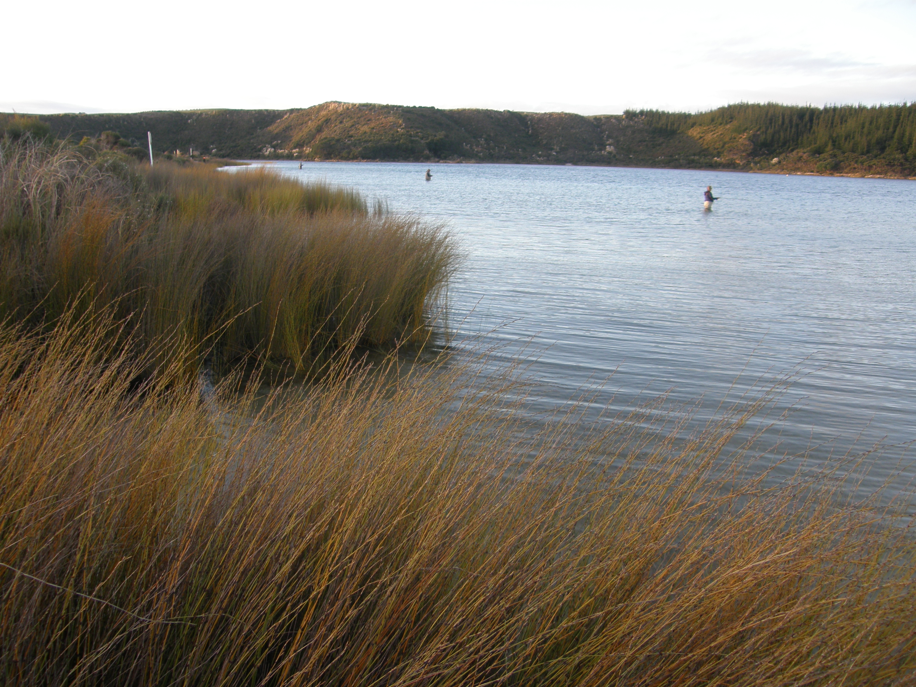 N RL fly fishing lineup Kai Iwi littoral zone