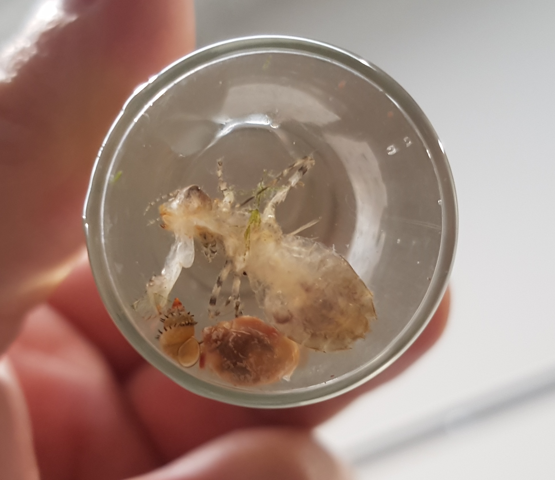 N Dragonfly Larvae