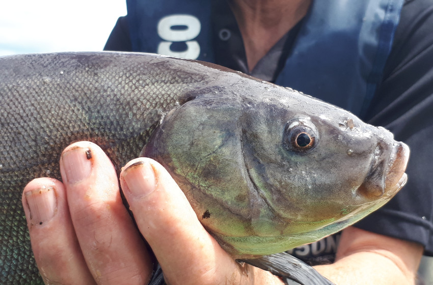 Auckland/Waikato Reel Life April 2018