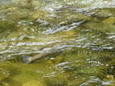 Salmon Spawning Surveys Are Underway Again This Month7