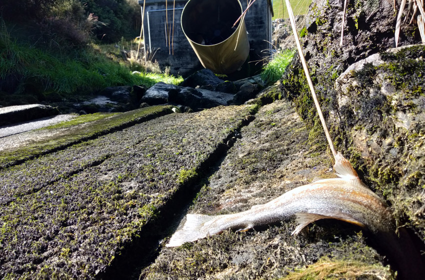 Auckland/Waikato Reel Life April 2019