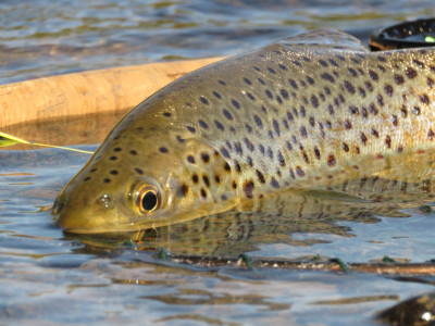 Makrewa trout in net with fly rod up close 2jpg