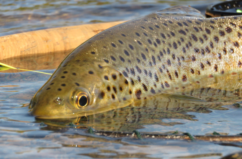 Southland Reel Life April 2019