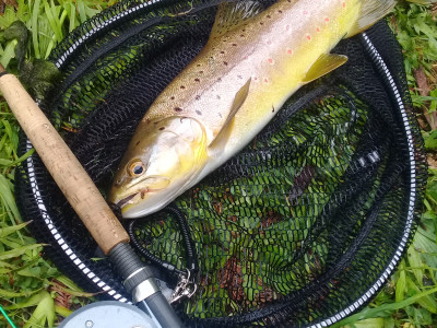 TRL1April20. A nice Lake Mangamahoe brown trout Photo Charles Frere.