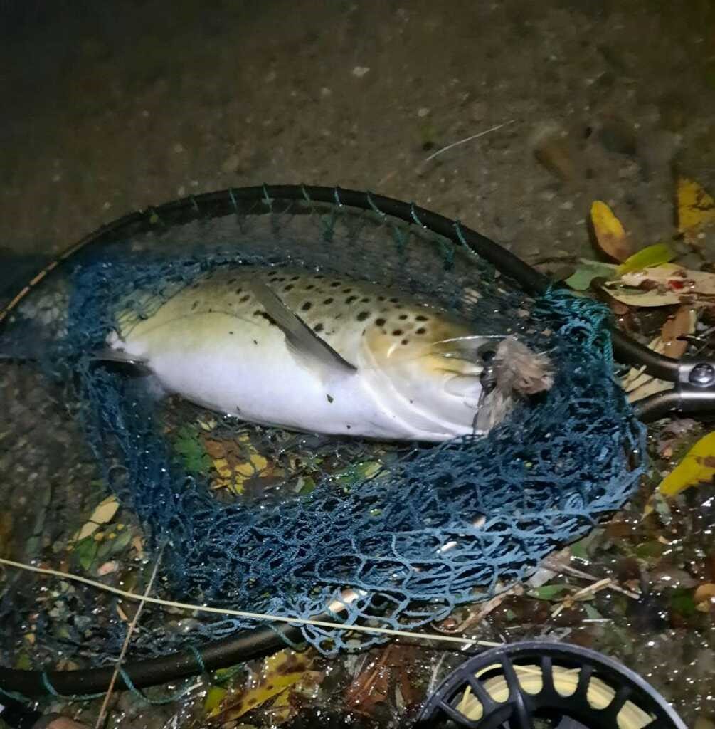 Trout on mouse fly Tim Gibson 15042021