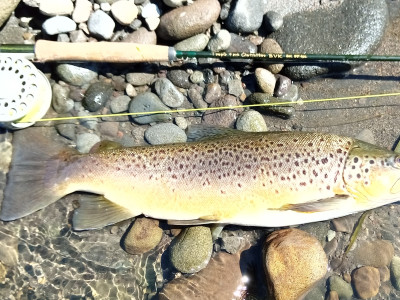 TRL1March2022. A late February 2022 ringplain brown.