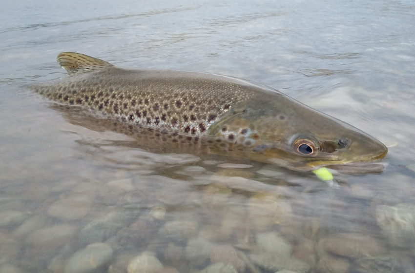 Southland Reel Life August 2018