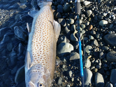 RLaugust18CSI1A shoreline catch from Lake Tekapo July 2018 credit R Adams