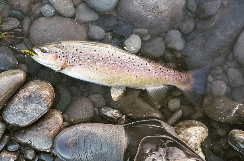 Nelson/Marlborough Reel Life August 2019