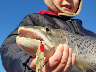 RL CSI August 1 A 14 gram bass hex wobbler accounts for a large Lake Tekapo Brown trout Credit Rhys Adams