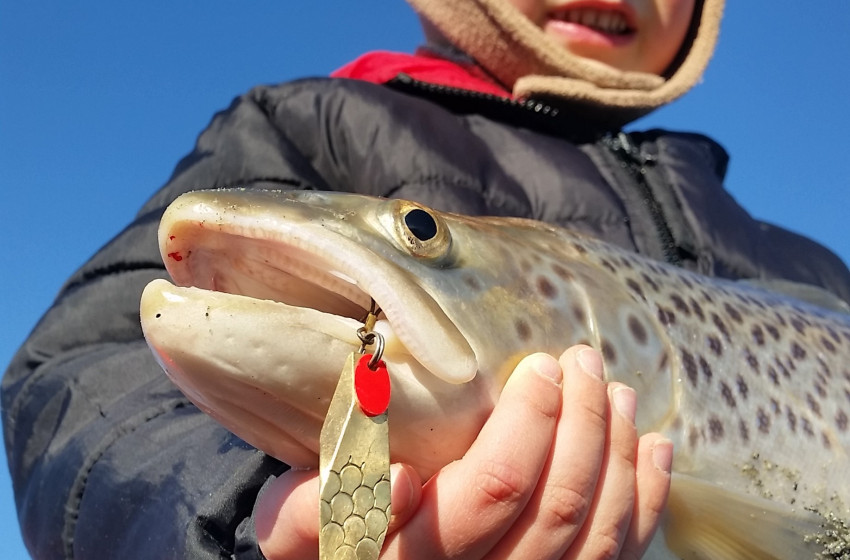 Wellington Reel Life August 2019