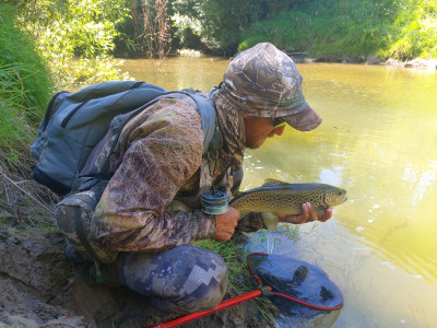 A beautifully conditioned brown trout from a Wairarapa small stream Copyright Hamish Carnachan