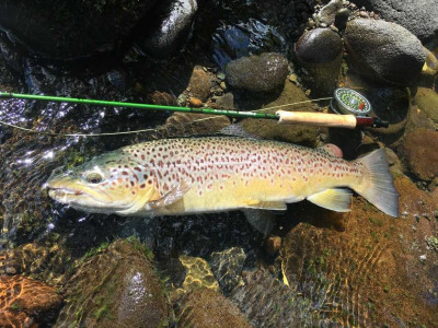 TRL1Dec18. Another awesome summer ringplain brown caught by Michael Bakker