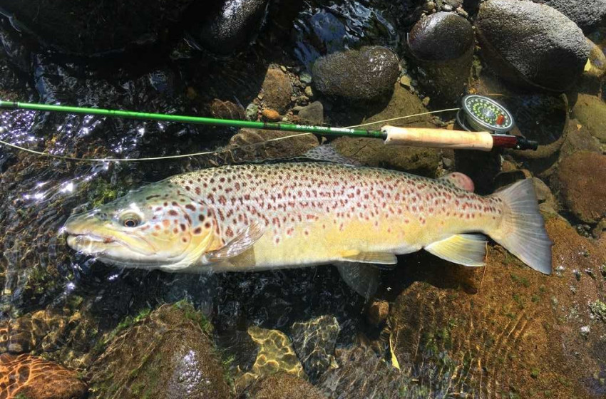 Taranaki Reel Life December 2018