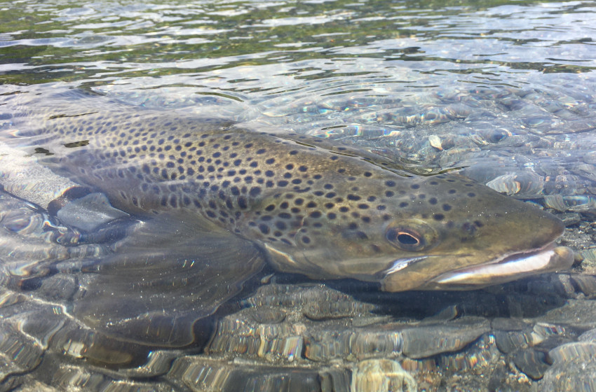 Otago Reel Life December 2019