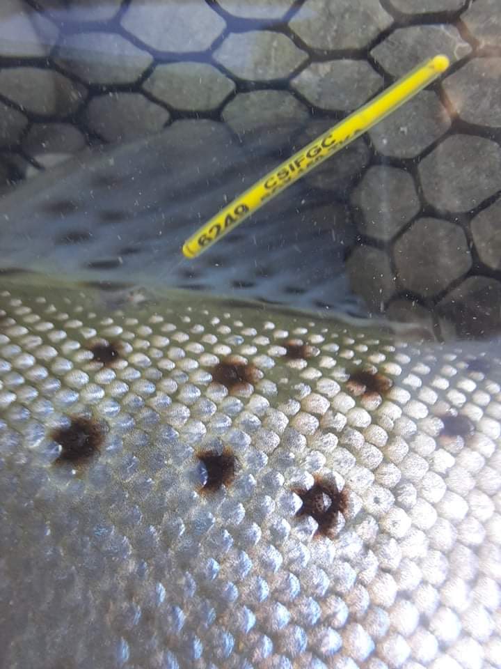 RL dec CSI 3 keep an eye out for Tekapo Canal trout with yellow colour tag each with a unique 4 digit number to report credit J Craig