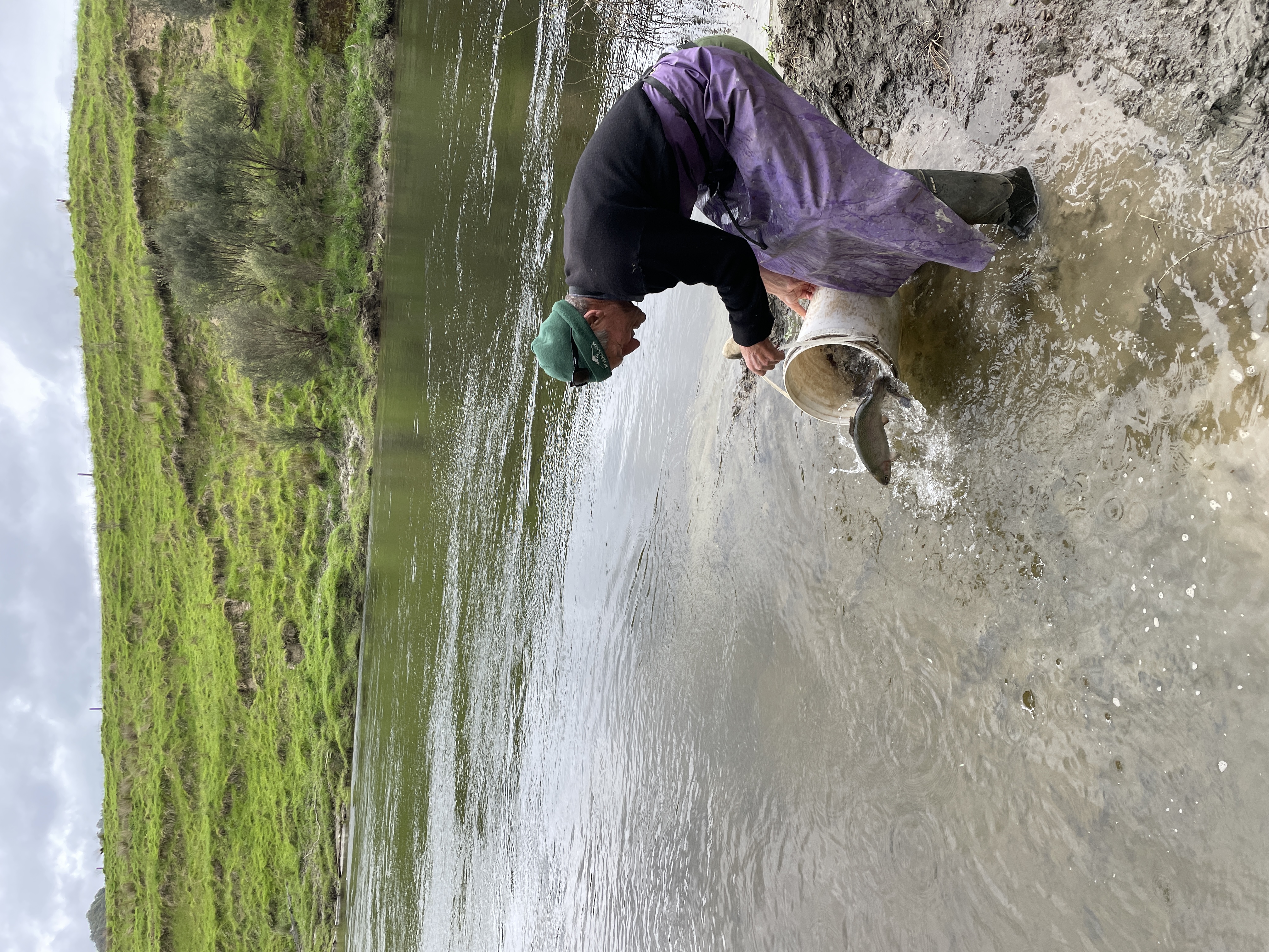 TRL3Dec21. Hawera hatchery volunteer Dennis Bourke releases rainbow trout into the lower Patea River