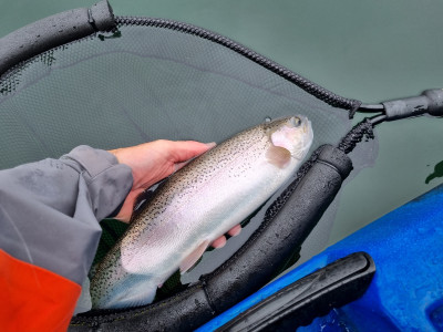 Keep fish in the water all the time if you intend to release them