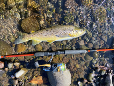 TRL1Dec22. A nice summer ringplain brown