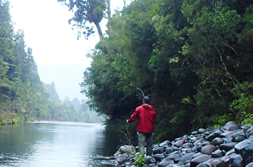 Auckland/Waikato Reel Life February 2018