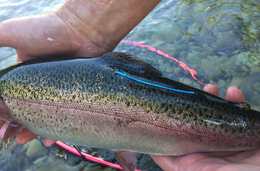 Nelson/Marlborough Reel Life February 2018