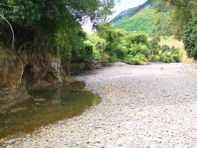 NM Opouri River 9 stranded trout2