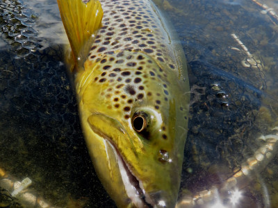 RLfeb19CSI1Great trout fishing and mild conditions await you in March credit Rhys Adams2