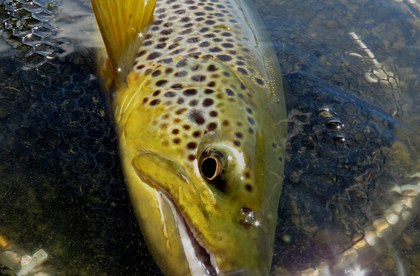 Central South island Reel Life February 2019