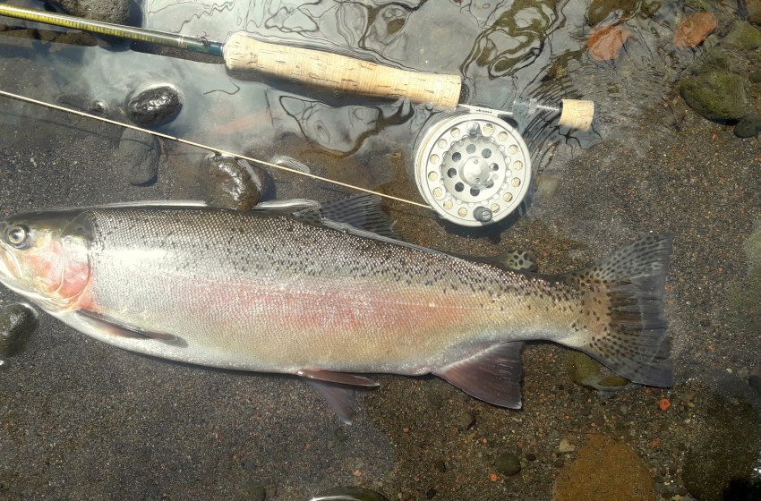 Taranaki Reel Life February 2019